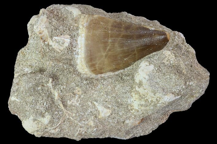 Mosasaur (Prognathodon) Tooth In Rock - Morocco #98299